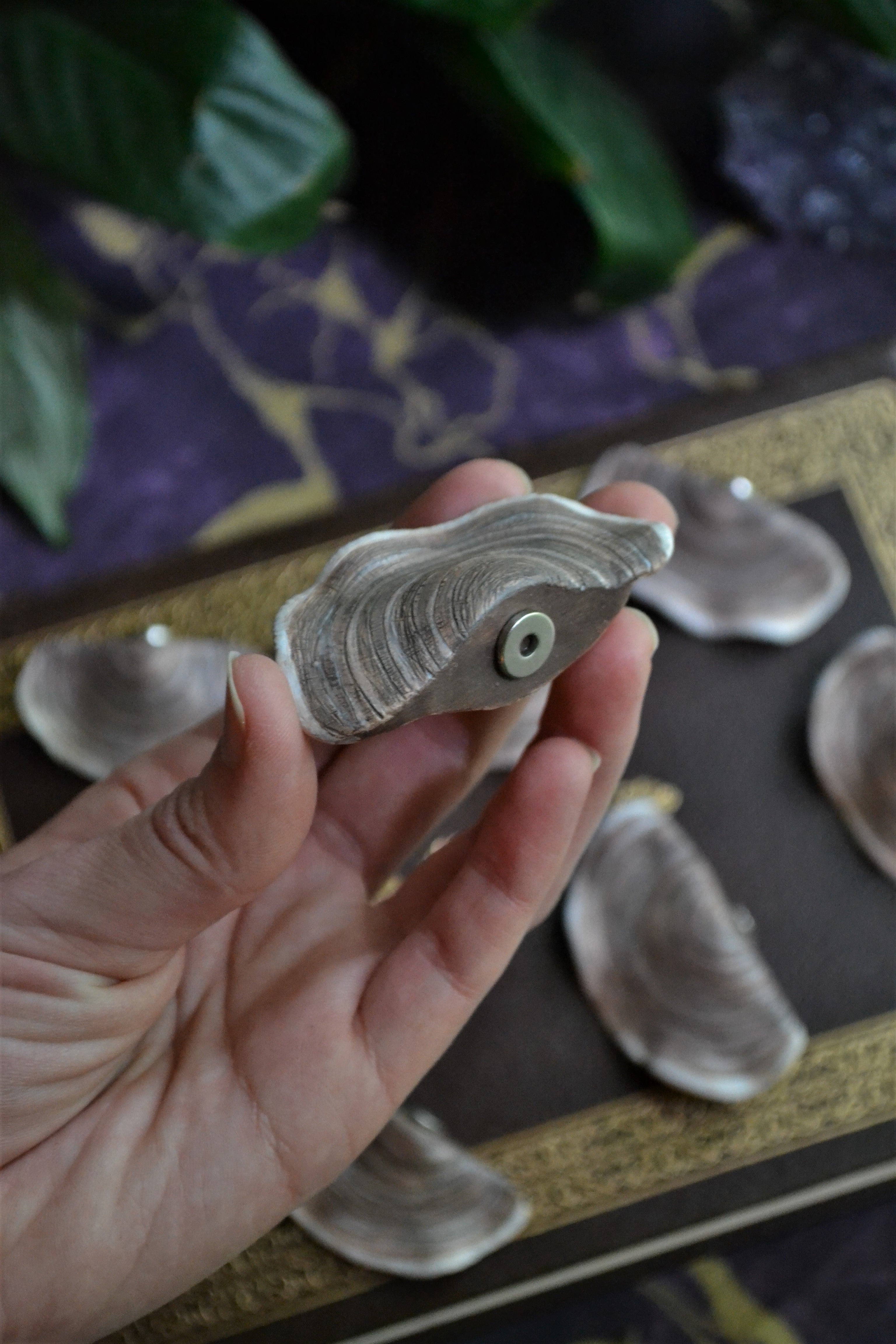 Turkey Tail Fungi - Hand Painted Ceramic Magnets