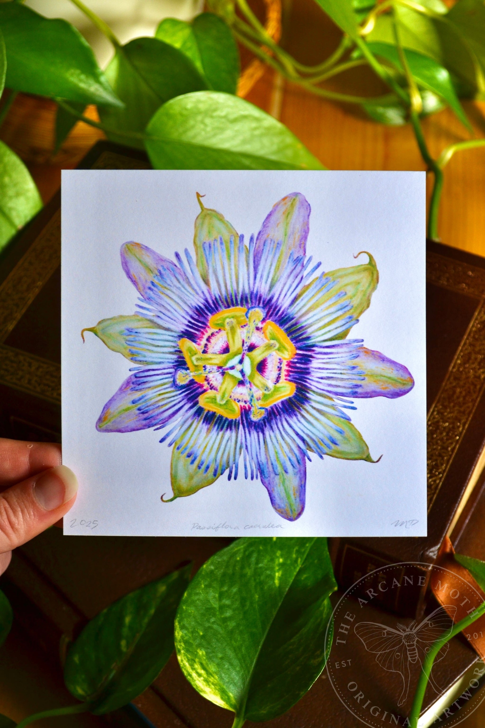 Prints | Passionflower Illustration – The Arcane Moth