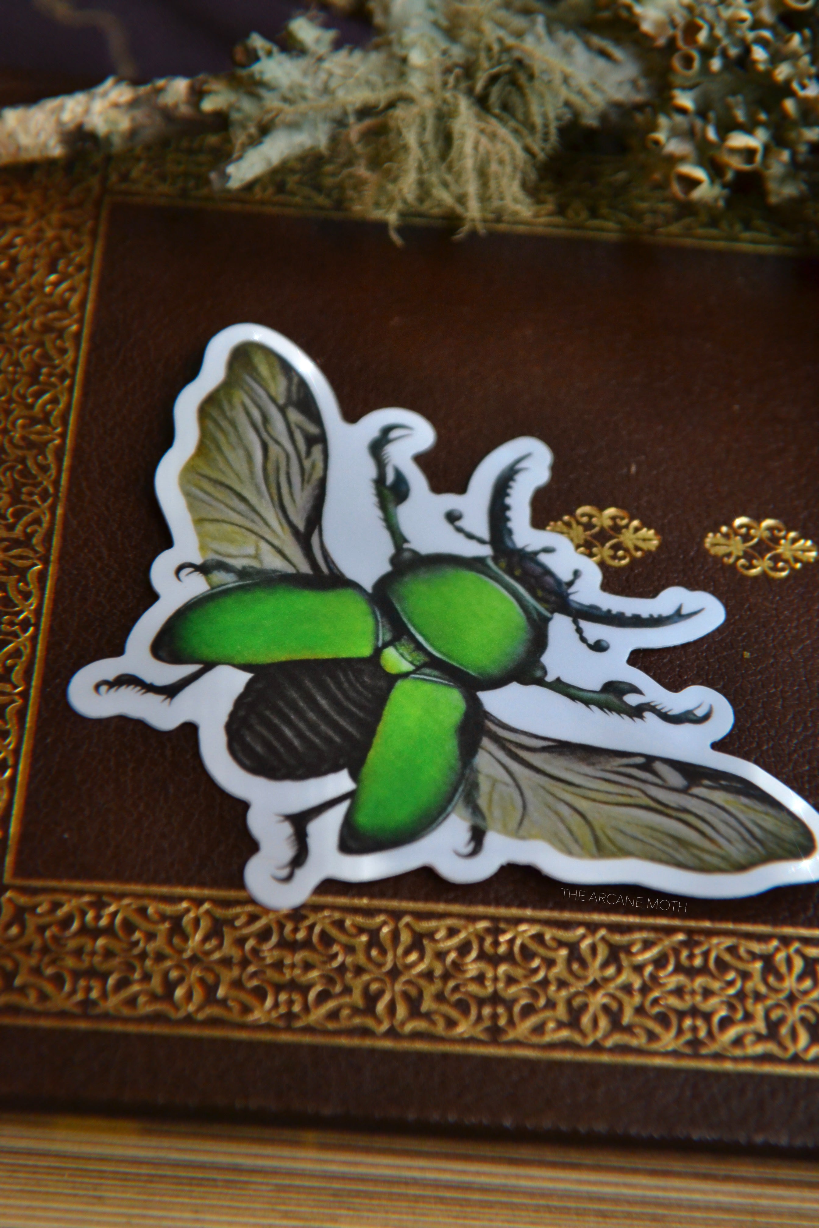 Stag Beetle Sticker