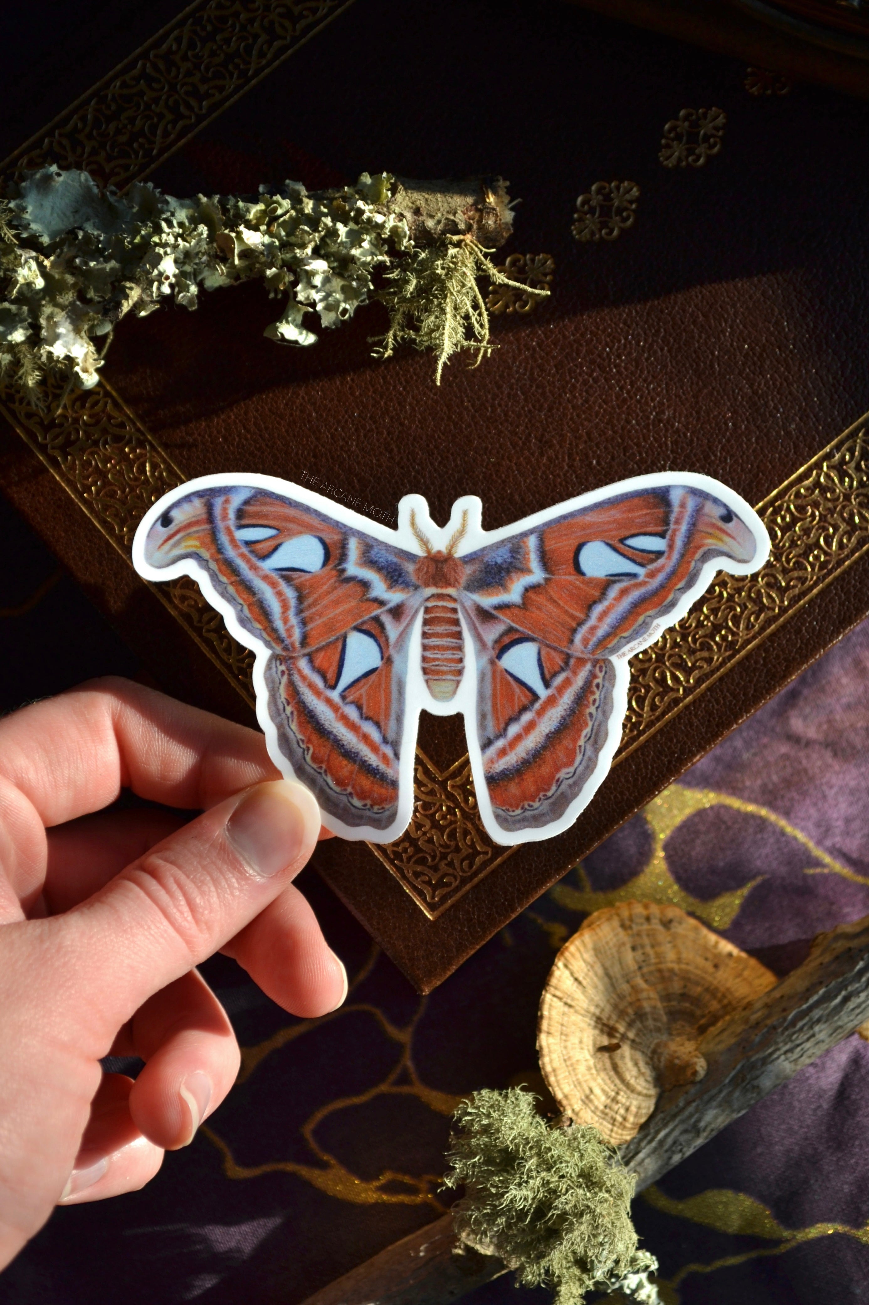 Atlas Moth Sticker